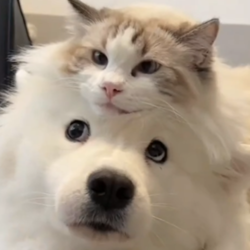 Pawlsmon Image